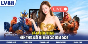 Đá Gà Đòn Thomo - Hình Thức Giải Trí Đỉnh Cao Năm 2026