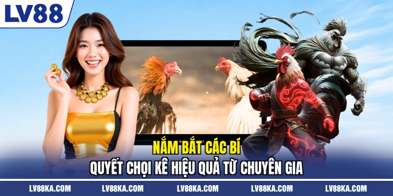Nắm bắt các bí quyết chọi kê hiệu quả từ chuyên gia