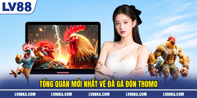 Đá Gà Đòn Thomo - Hình Thức Giải Trí Đỉnh Cao Năm 2026 2 Tổng quan mới nhất về đá gà đòn Thomo